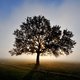 20-tree-foggy.jpg