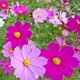 21-pink-flowers.jpg