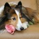 23-dog-collie.jpg